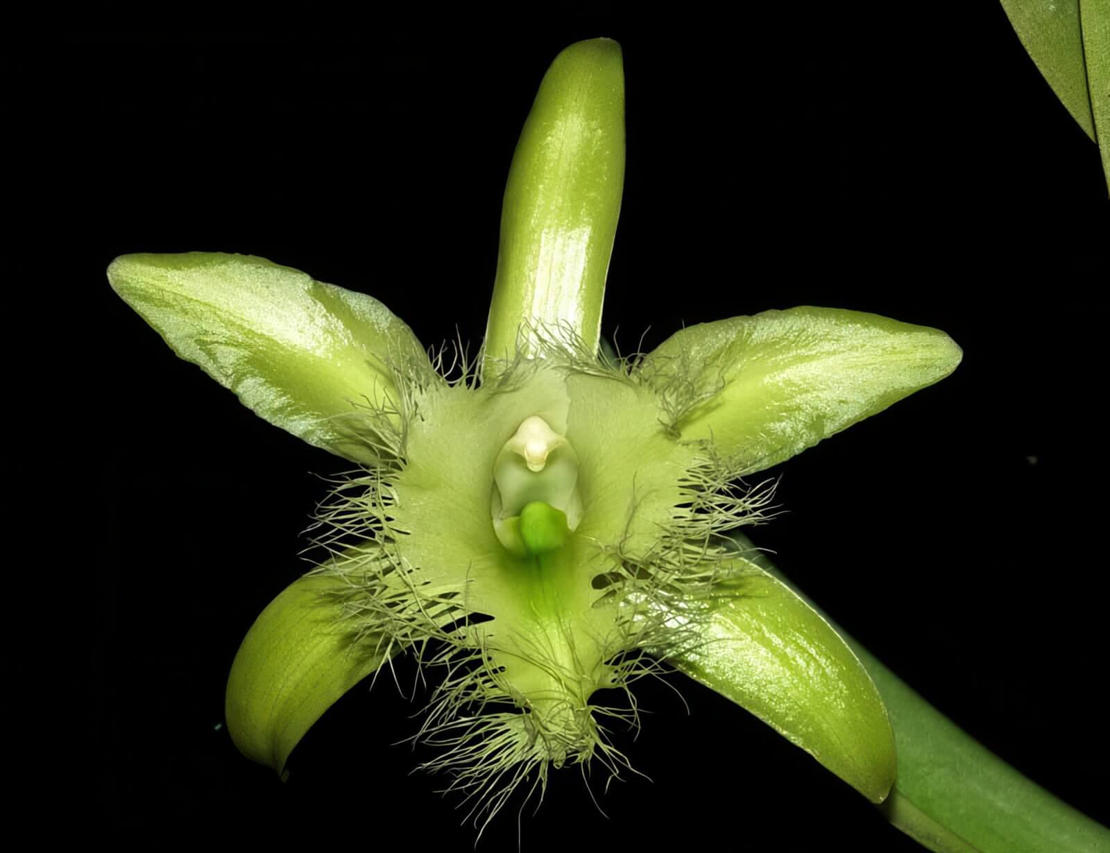 Rhyncholaelia digbyana